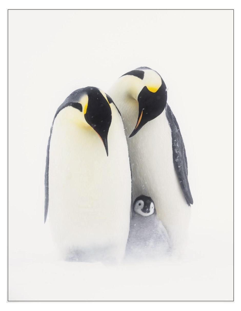 Libro La Mente Animal de Marianne Taylor 4
