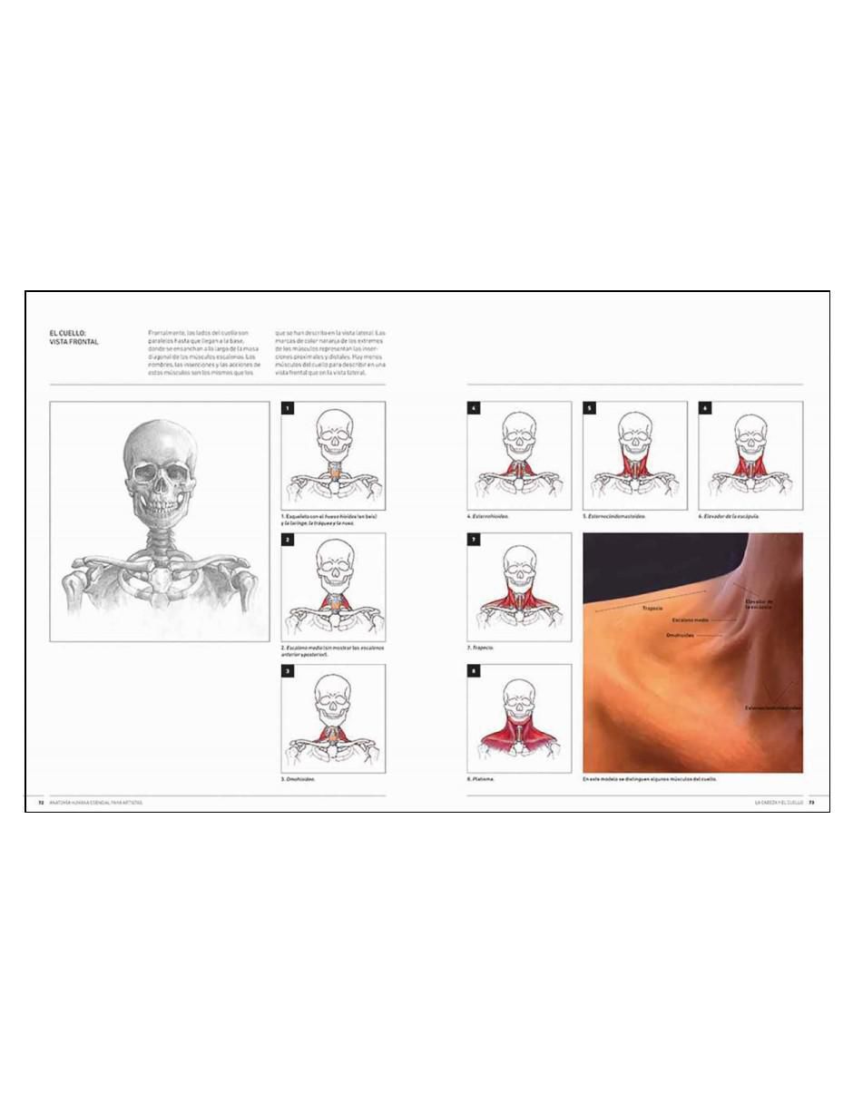Libro Anatomía humana esencial para artistas de Ken Goldman 2