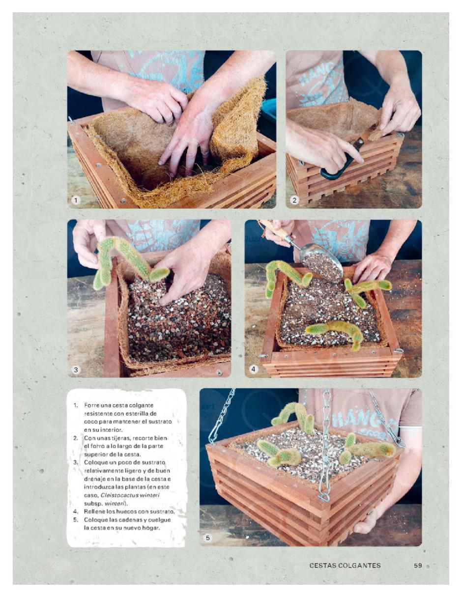 Libro Cultivar cactus y suculentas - guía de jardinería de Paul Rees/Royal Botanic Gardens 2