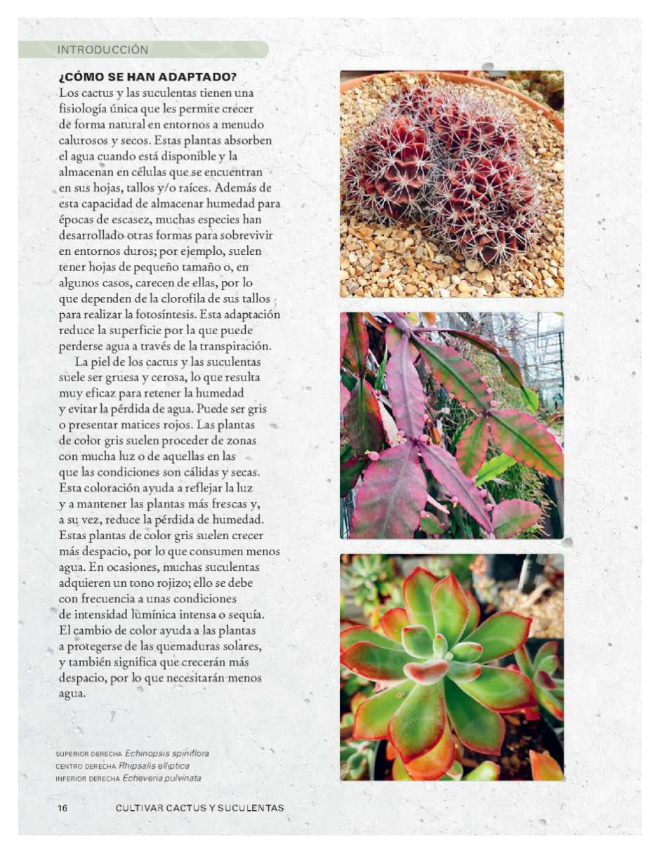 Libro Cultivar cactus y suculentas - guía de jardinería de Paul Rees/Royal Botanic Gardens 4