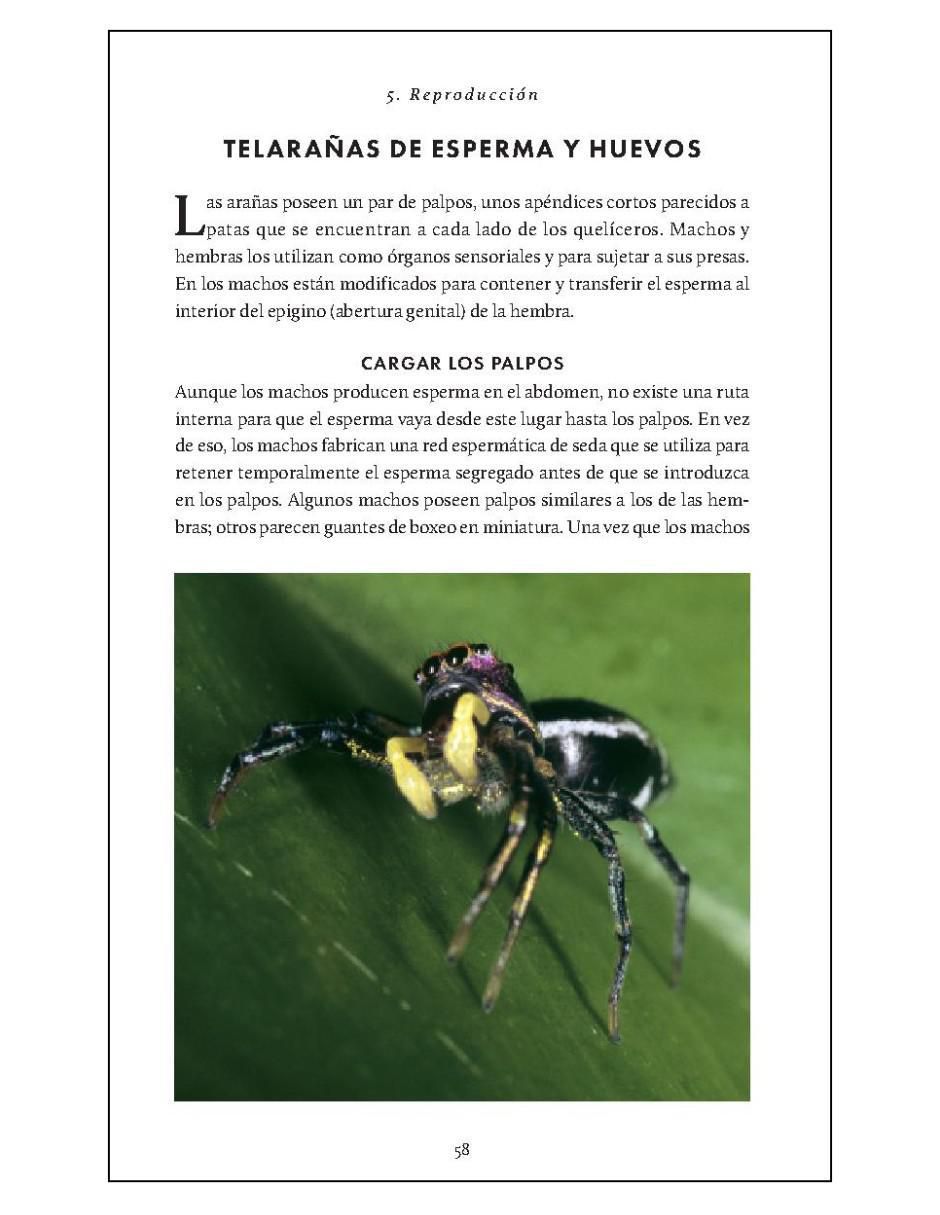 Pequeño libro de la naturaleza. Arañas de Simon D. Pollard 5