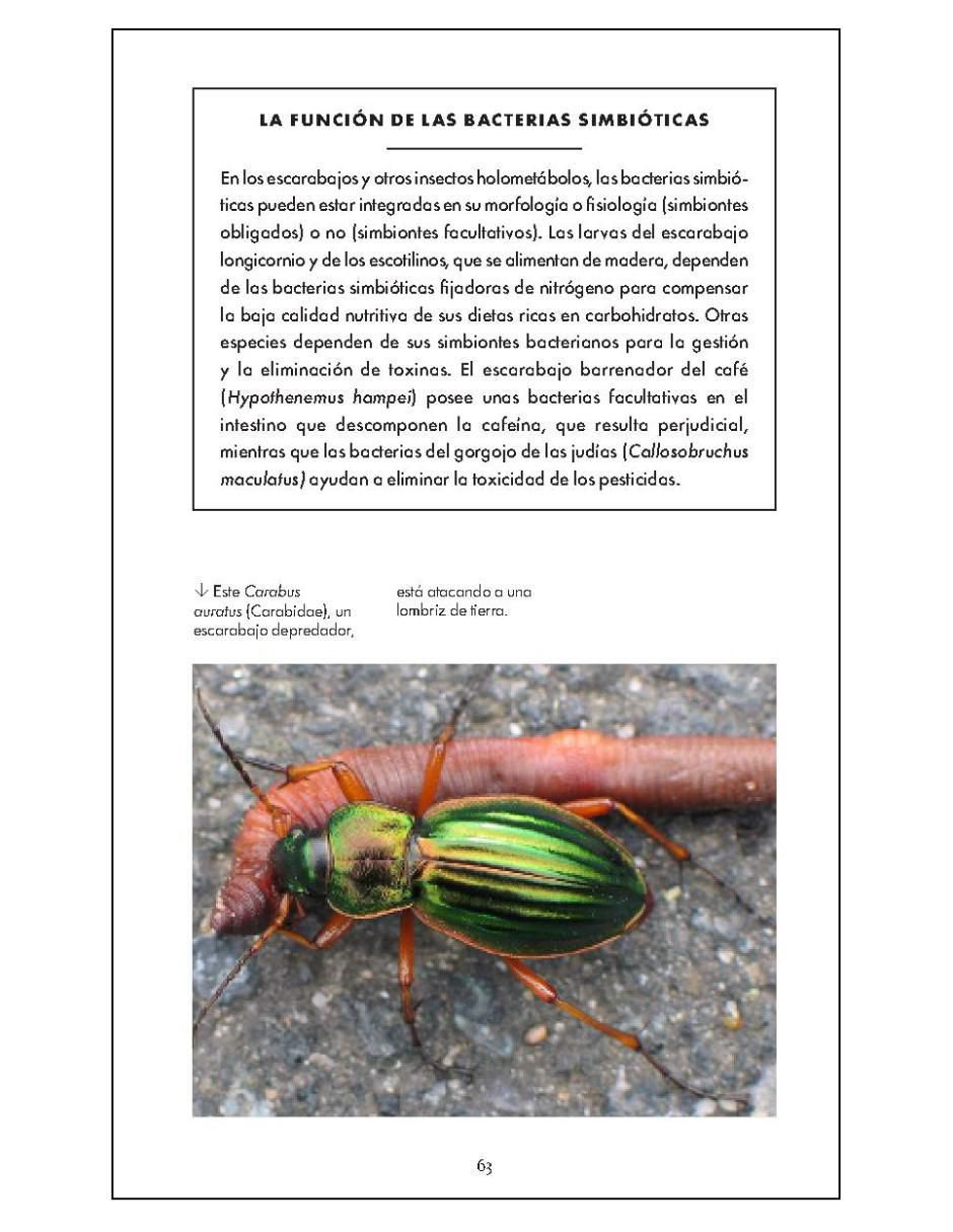 Pequeño libro de la naturaleza. Escarabajos de Arthur V. Evans 2