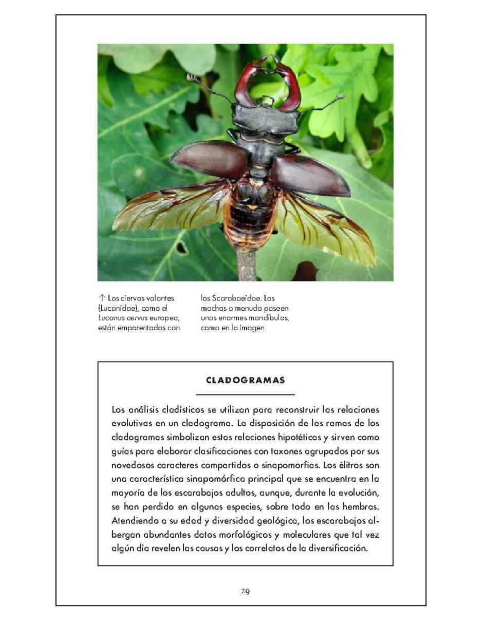 Pequeño libro de la naturaleza. Escarabajos de Arthur V. Evans 5