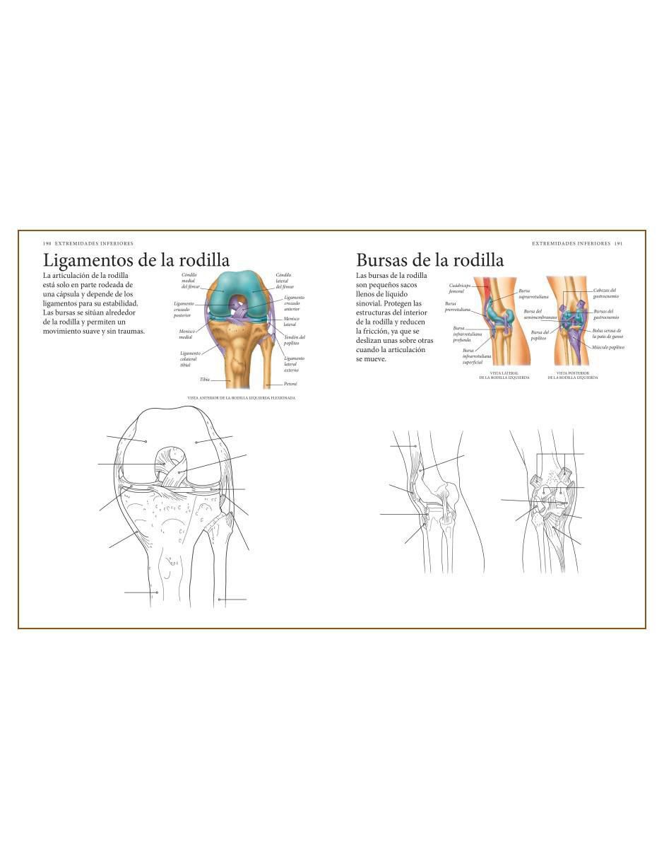 Libro El Cuerpo Humano. Guía de estudio de Anatomía para Colorear de Alberto Jiménez García 4
