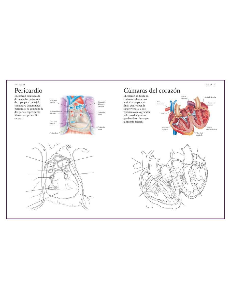 Libro El Cuerpo Humano. Guía de estudio de Anatomía para Colorear de Alberto Jiménez García 5
