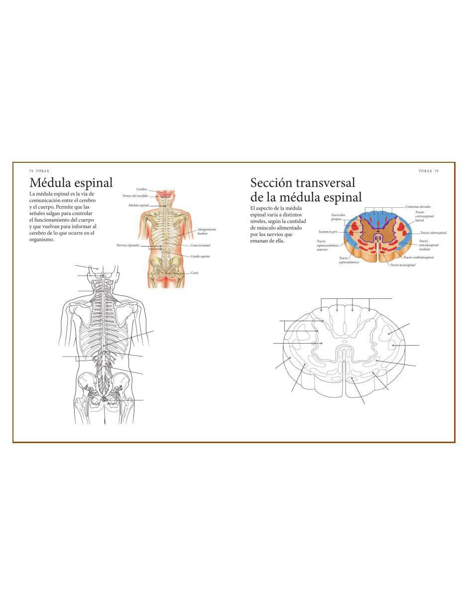 Libro El Cuerpo Humano. Guía de estudio de Anatomía para Colorear de Alberto Jiménez García 6