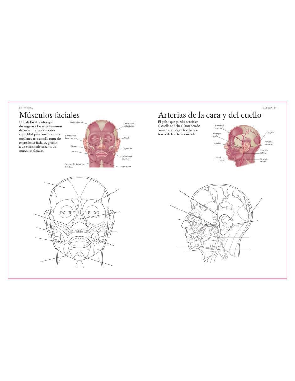 Libro El Cuerpo Humano. Guía de estudio de Anatomía para Colorear de Alberto Jiménez García 7
