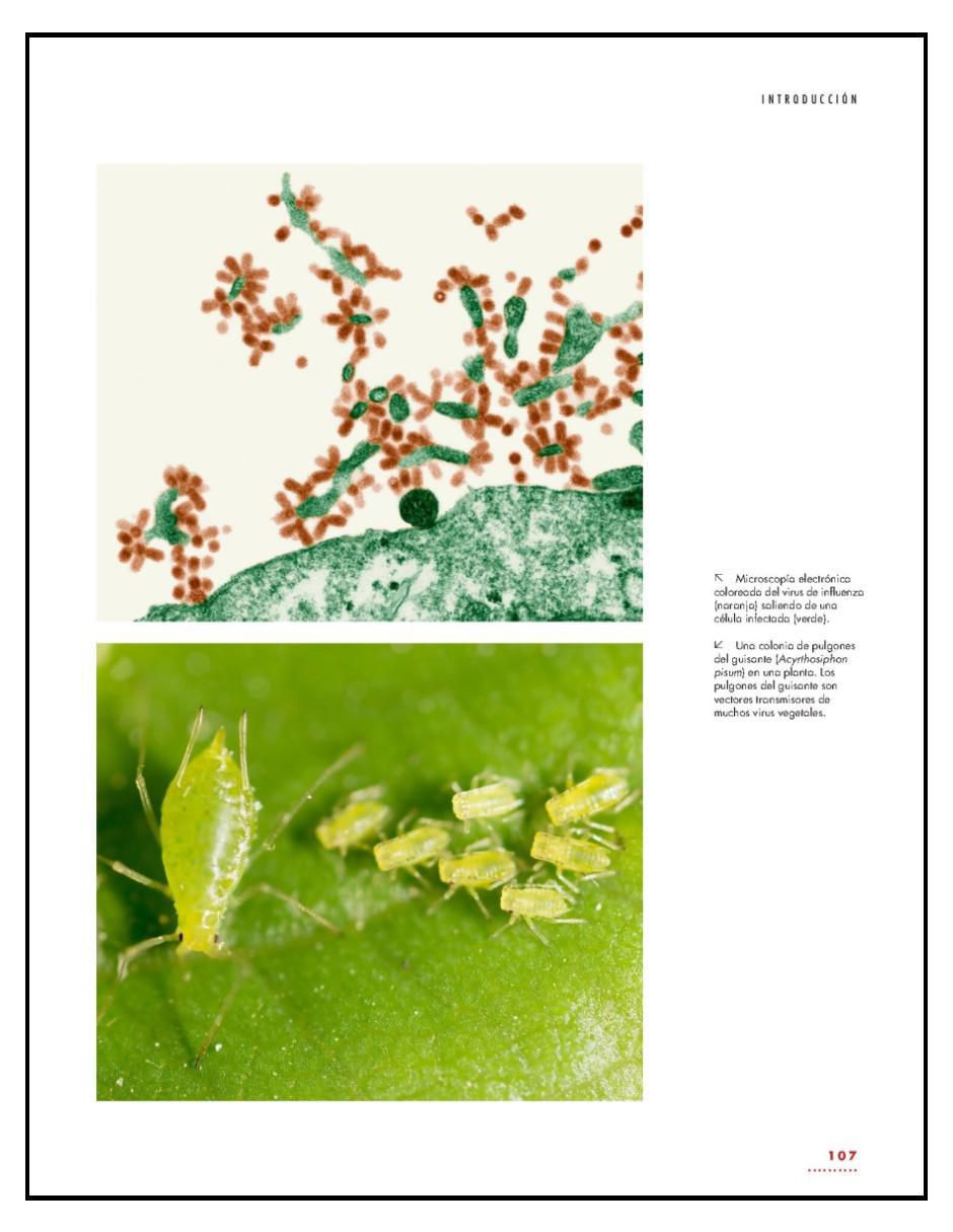 Libro La vida de los Virus de Marilyn J. Roossinck 5