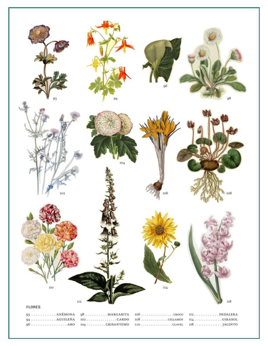 Libro El Lenguaje Secreto De Las Plantas de Hope B. Werness 4