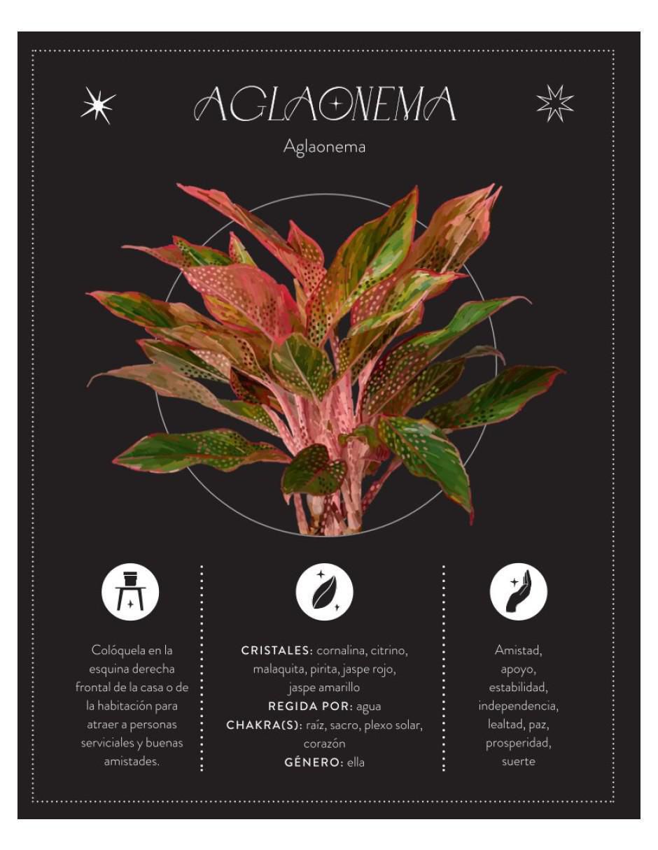 Libro La Magia De Las Plantas de Rachael Cohen 4